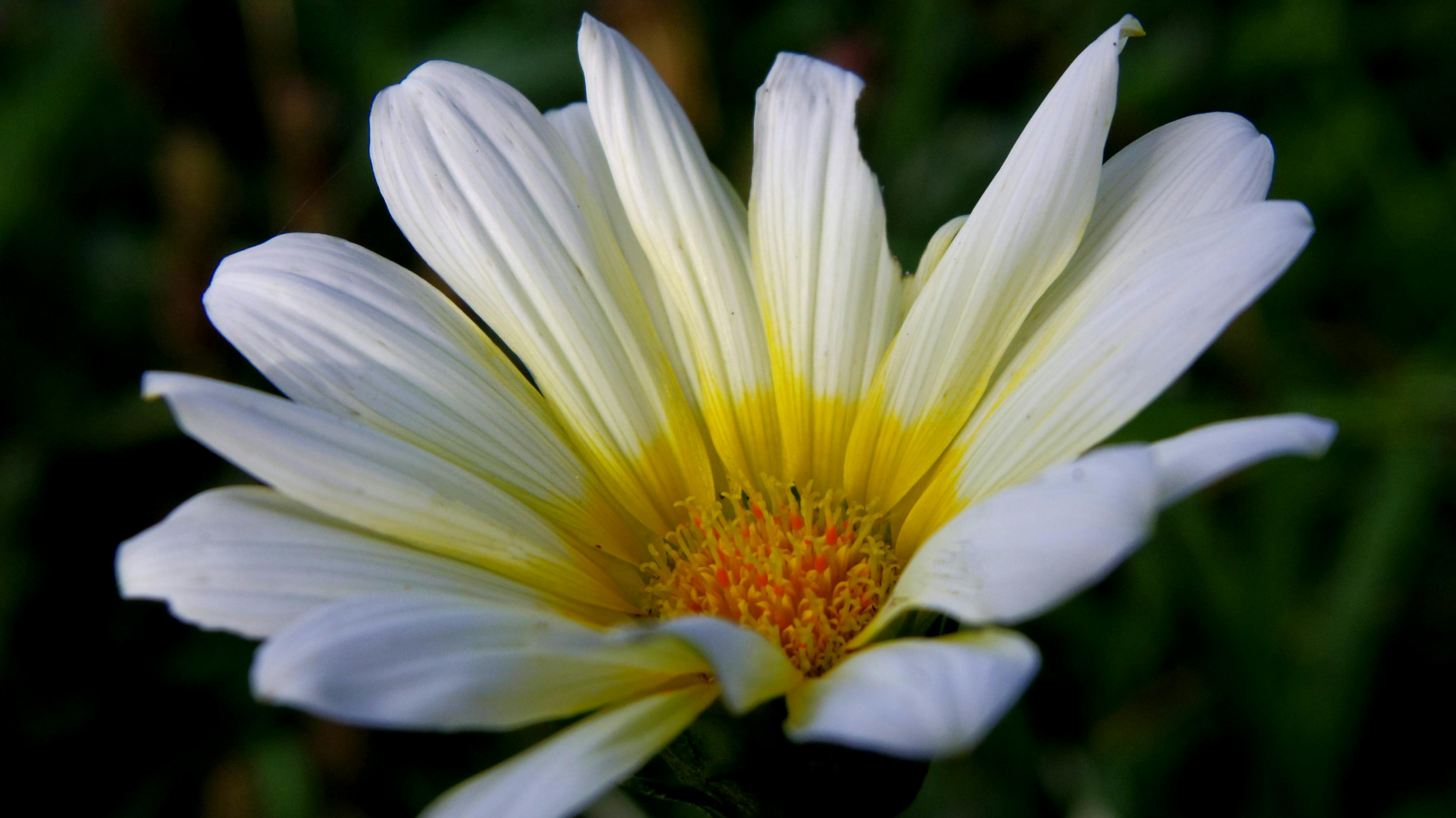 Jpeg Of Flowers