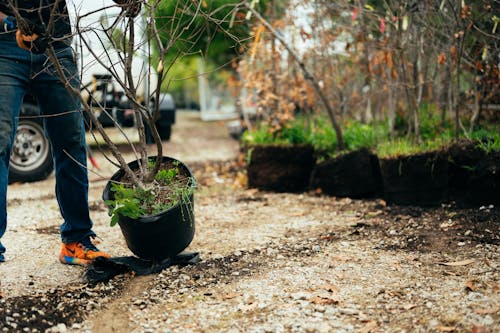 Foto profissional grátis de chão, cuidado de planta, fechar-se