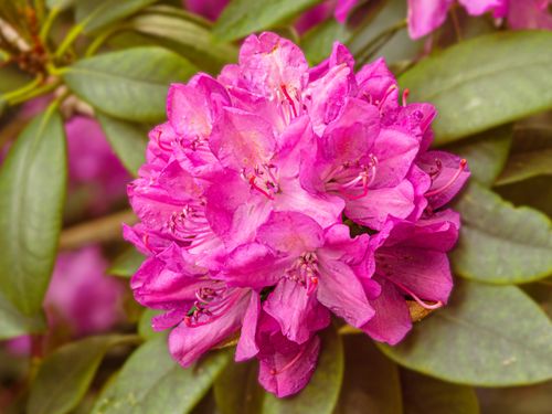 Free Close-up of vibrant pink rhododendron blossoms with green leaves, showcasing spring beauty. Stock Photo
