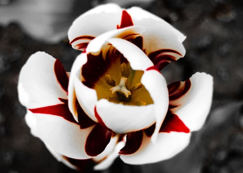 Close Up Photo of a Flower