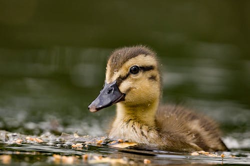 Free Close up of Duckling Stock Photo