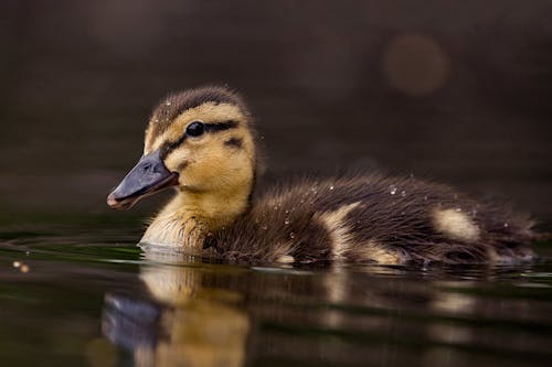 Free Close-Up Shot of a Duckling on Water
 Stock Photo