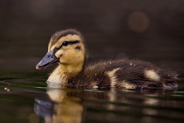 Close-Up Shot Of A Duckling On Water
