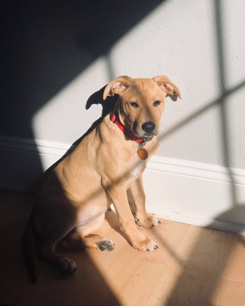 Free Yellow Dog Sitting in Sunlight Stock Photo