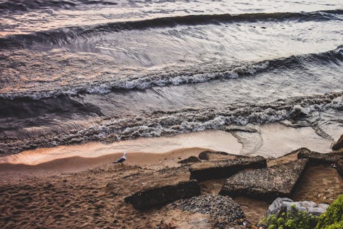 Seagull on the Shore 