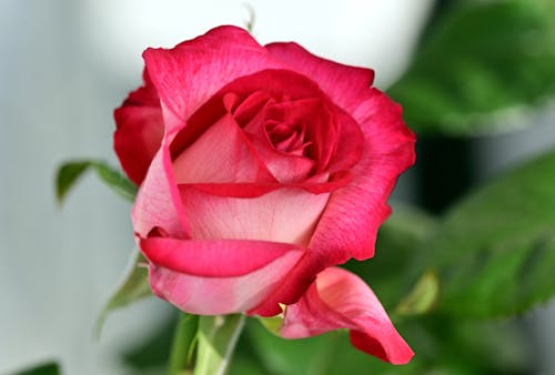 Photo of a Blossoming Red Rose