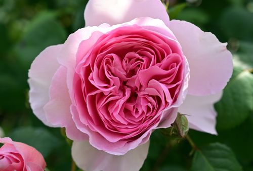 Free Vibrant close-up photo of a pink rose in full bloom, showcasing delicate petals. Stock Photo