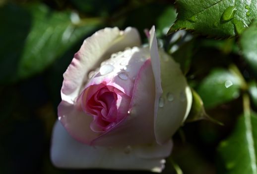 White and Pink Rose in Bloom