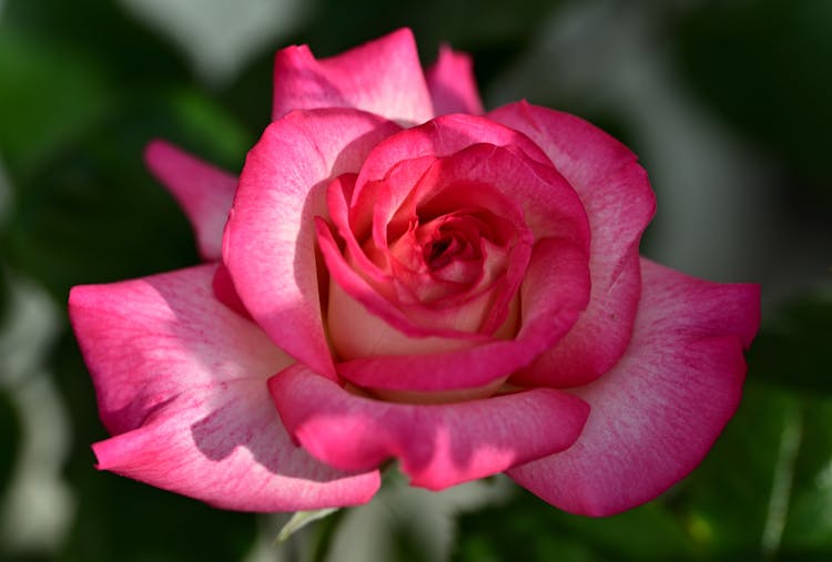 Blooming Flower Of Rose