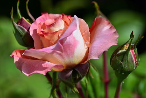 Photo of a Rose Flower Head