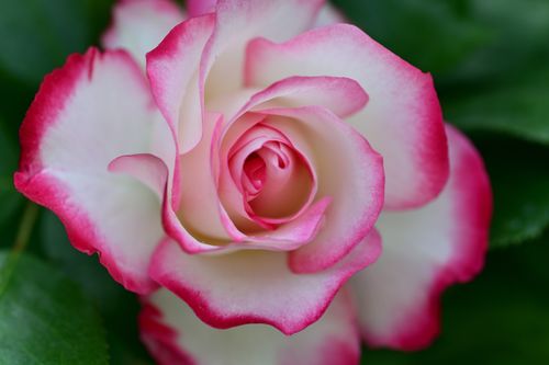 Free Close-up shot of a vibrant pink and white rose in full bloom with lush green leaves. Stock Photo
