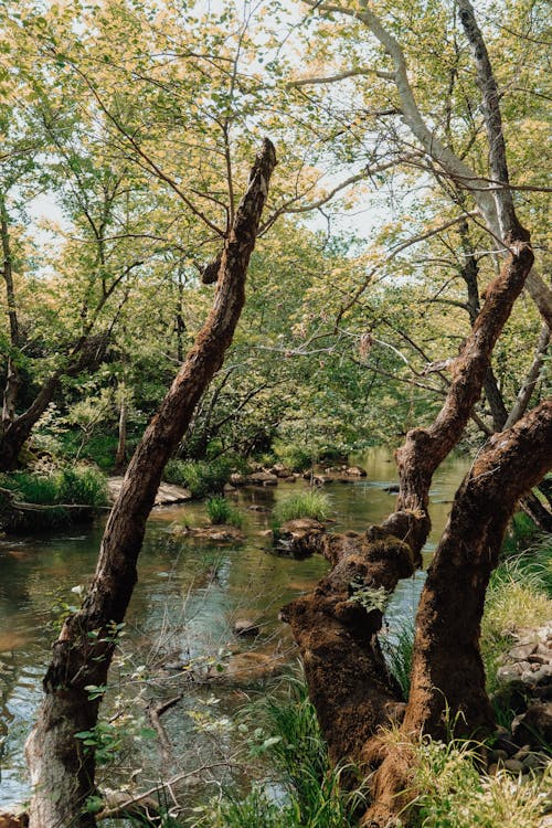 Imagine de stoc gratuită din apă curgătoare, arbori, codru