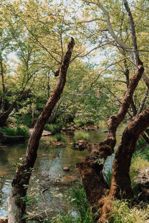 Free A tranquil creek flowing through a lush green forest with rocks and trees creating a serene nature scene. Stock Photo