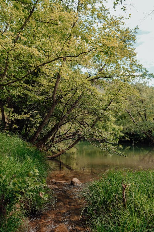 Základová fotografie zdarma na téma malebný, příroda, řeka