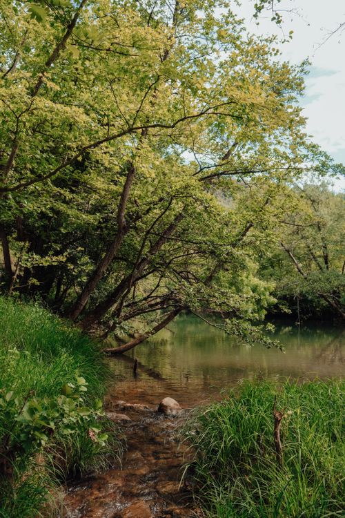 Free Serene river flowing through a lush forest scene, capturing the beauty of nature in spring. Stock Photo
