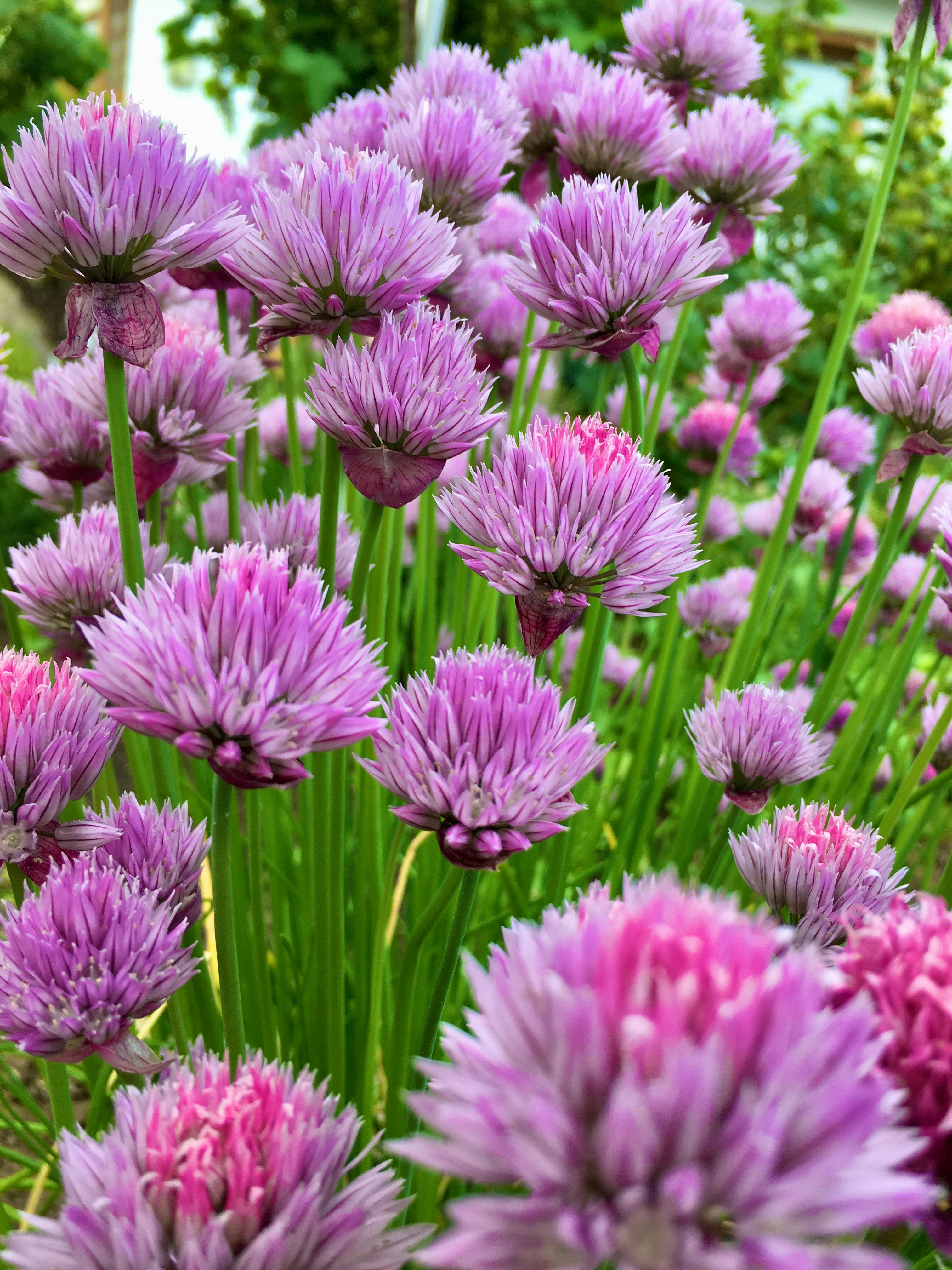 Blooming Garden Flowers by Sun Pixel Photography