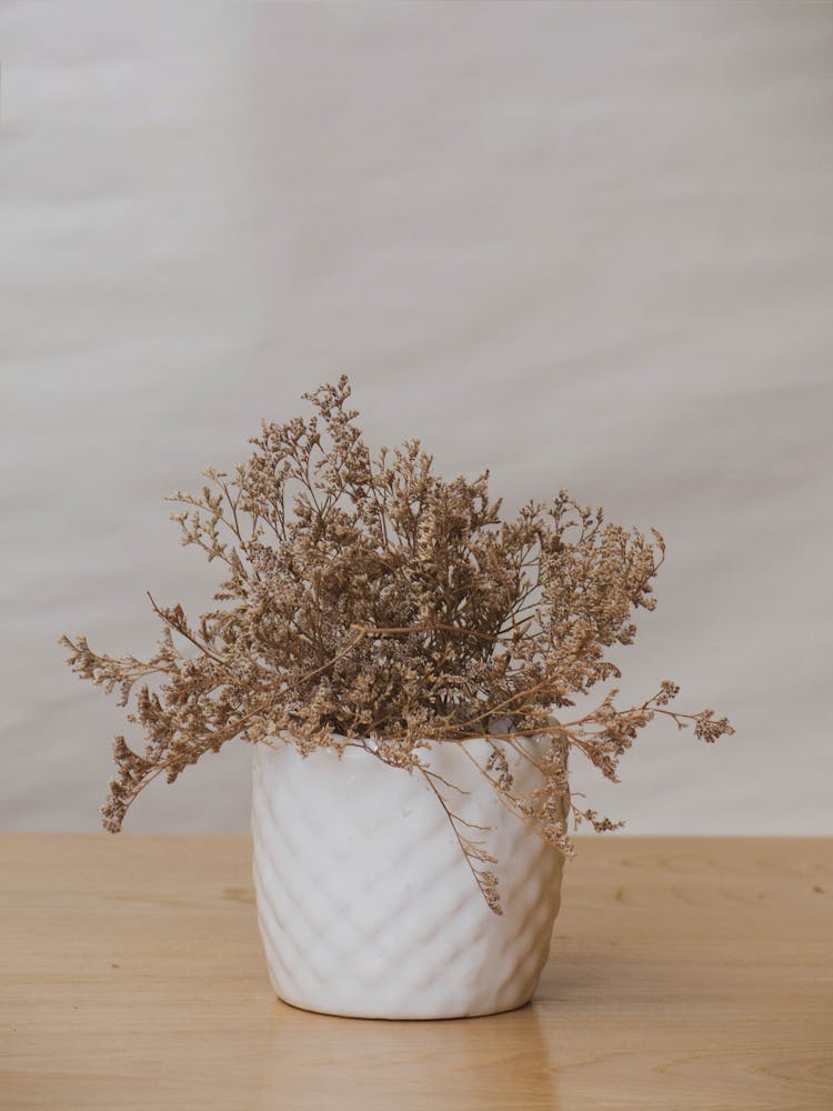 A Dried Plant In A White Pot