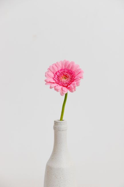 A single pink Gerbera daisy in a simple white bottle against a clean white background, showcasing minimalist elegance.