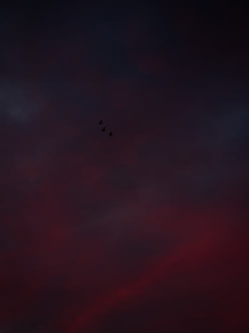 ฟรี คลังภาพถ่ายฟรี ของ กลางคืน, การบิน, ซิลูเอตต์ คลังภาพถ่าย