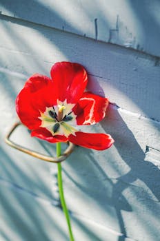 Image by Tamara Elnova