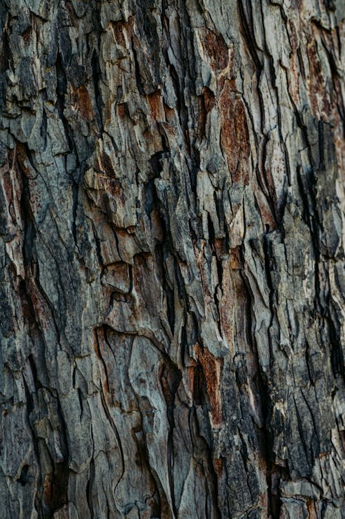 Бесплатное стоковое фото с вертикальный выстрел, грубый, деревянный