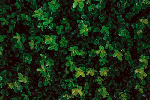 Foto stok gratis dasar, Daun-daun, hijau