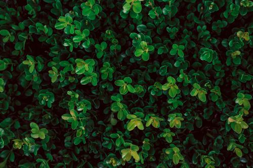 Free Close-up of dense green leaves creating a natural foliage background. Stock Photo