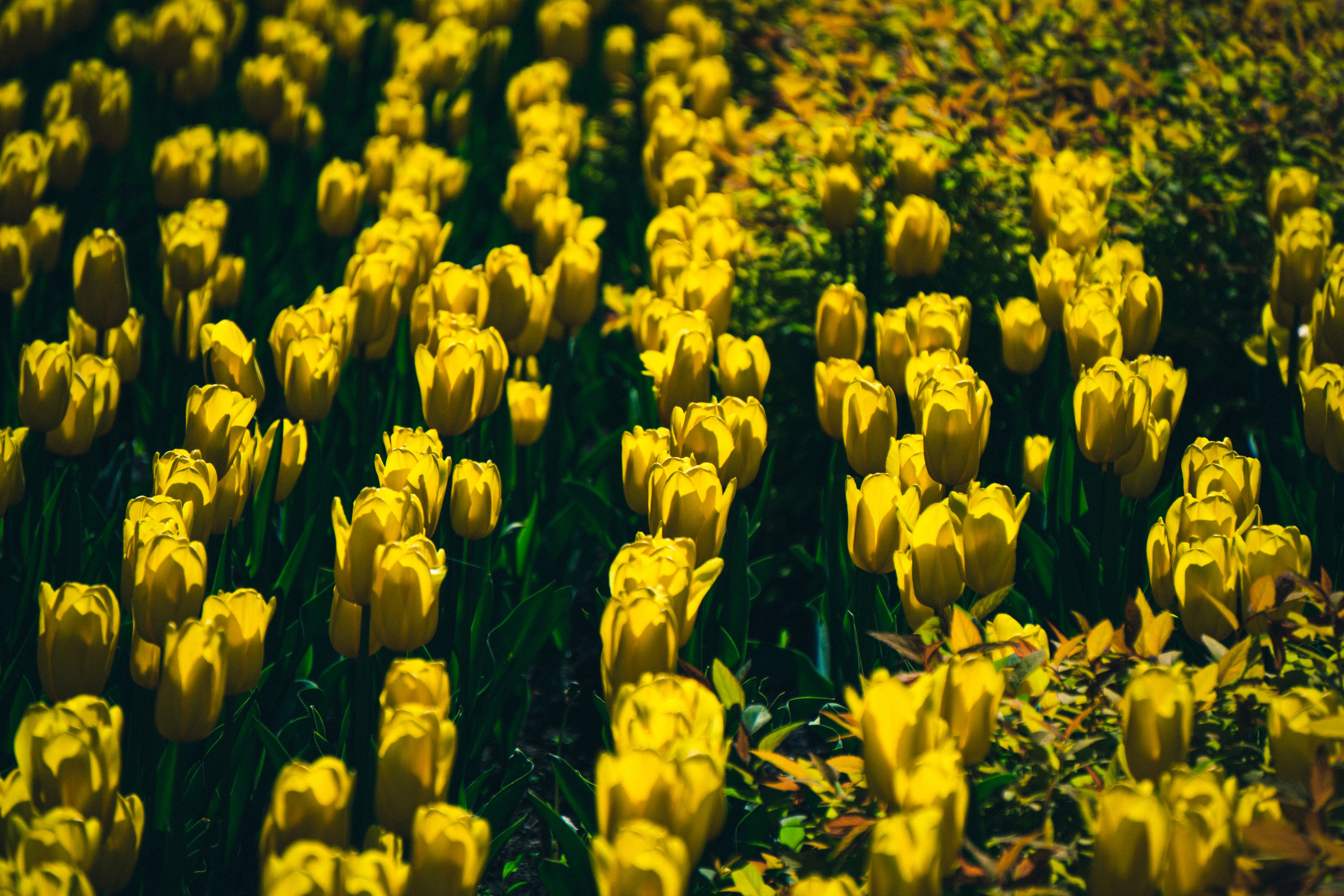 Yellow Flowers on the Field · Free Stock Photo