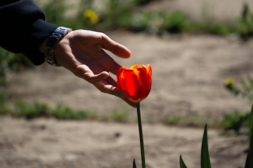 Безкоштовне стокове фото на тему «впритул, глибина різкості, дотик»