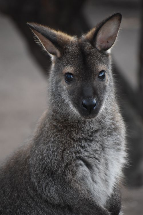 Free Gentle close-up of a wallaby in Budapest with a soft background Stock Photo