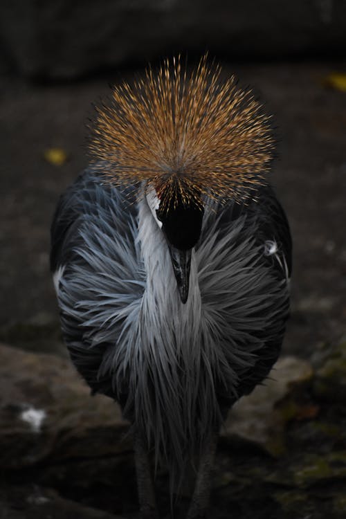 grátis Foto profissional grátis de ameaçado de extinção, animal, ave Foto profissional