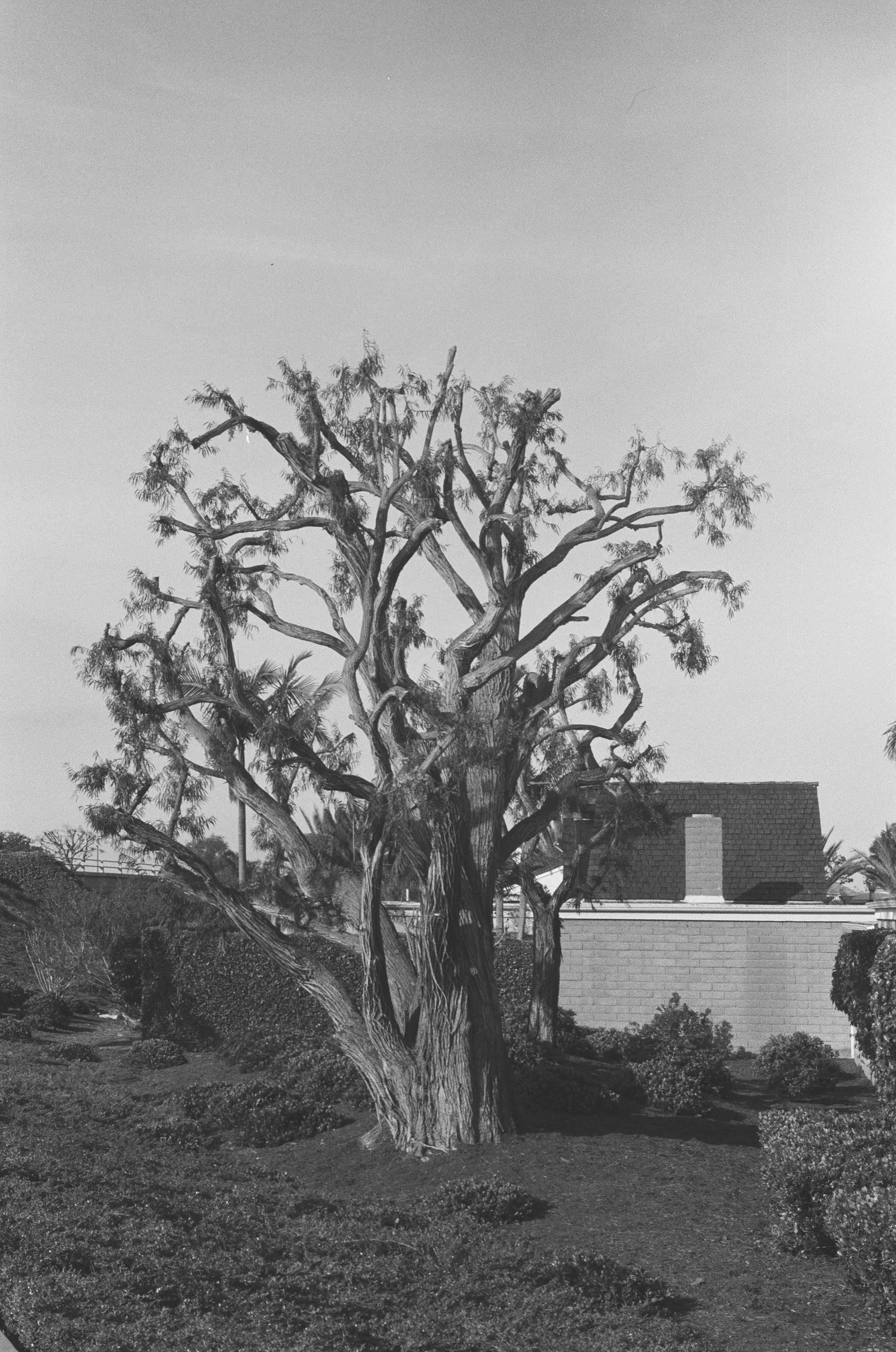 Black and white photo of a leafless tree against a house, serene and classic.