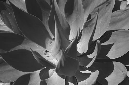 Fotobanka s bezplatnými fotkami na tému agáva, botanický, čierny a biely