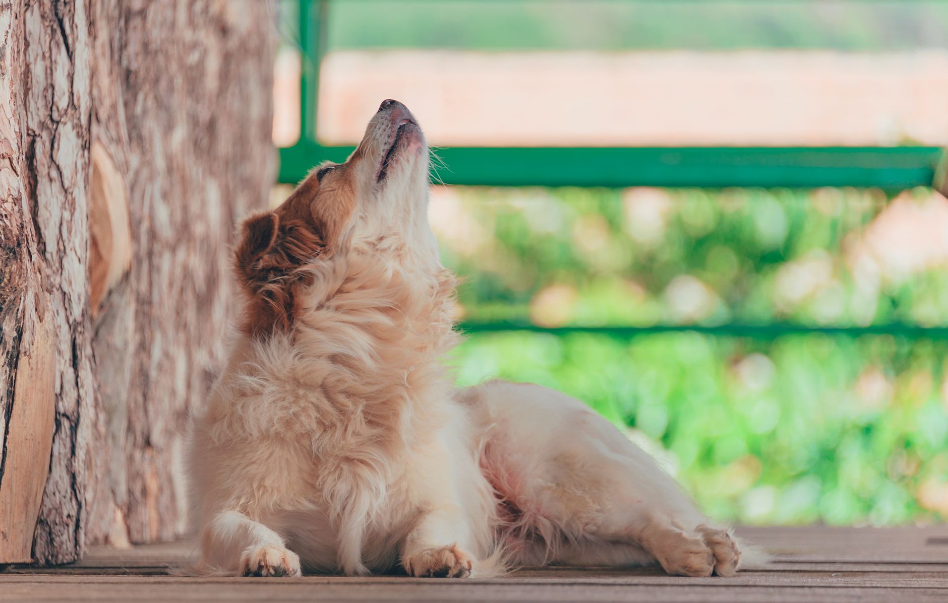 Stop The Howling: Do Pet Anxiety Supplements For Separation Anxiety Relief Actually Work?
