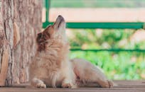 White and Tan Dog Lying on Porch
