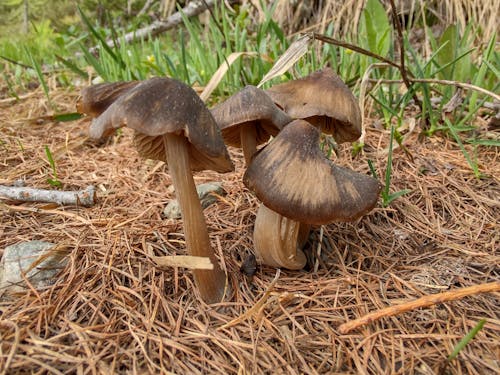 funghi montani