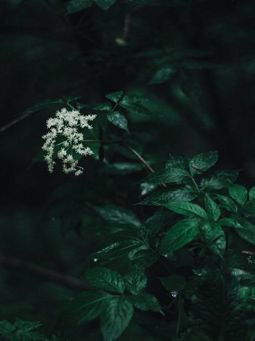Darmowe zdjęcie z galerii z białe kwiaty, kwitnięcie, pionowy strzał