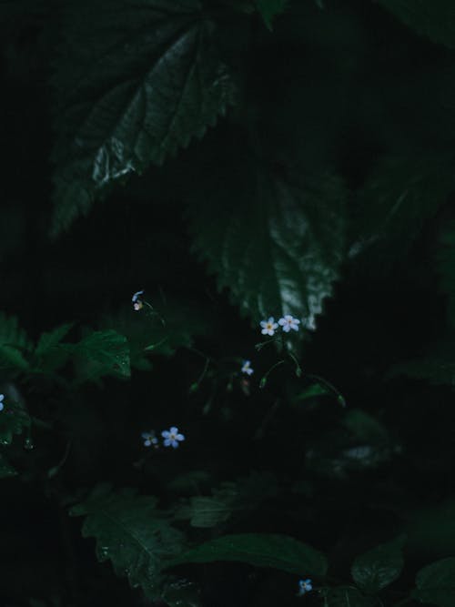 Darmowe zdjęcie z galerii z ciemne tło, kwiaty, liście