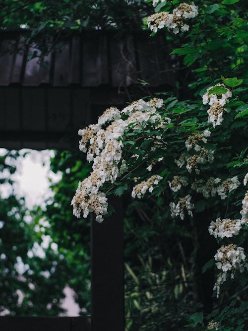 Foto stok gratis belukar, berbunga, bunga putih