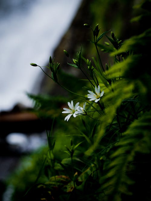 White Flowers with Green Leaves