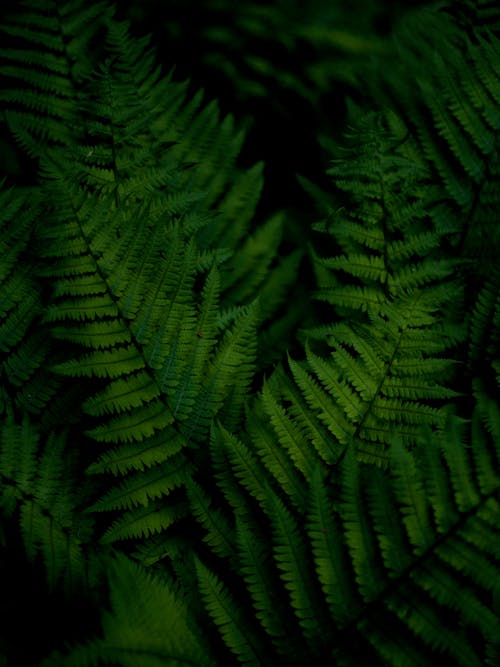 Green Fern Plant in Close-up Photography