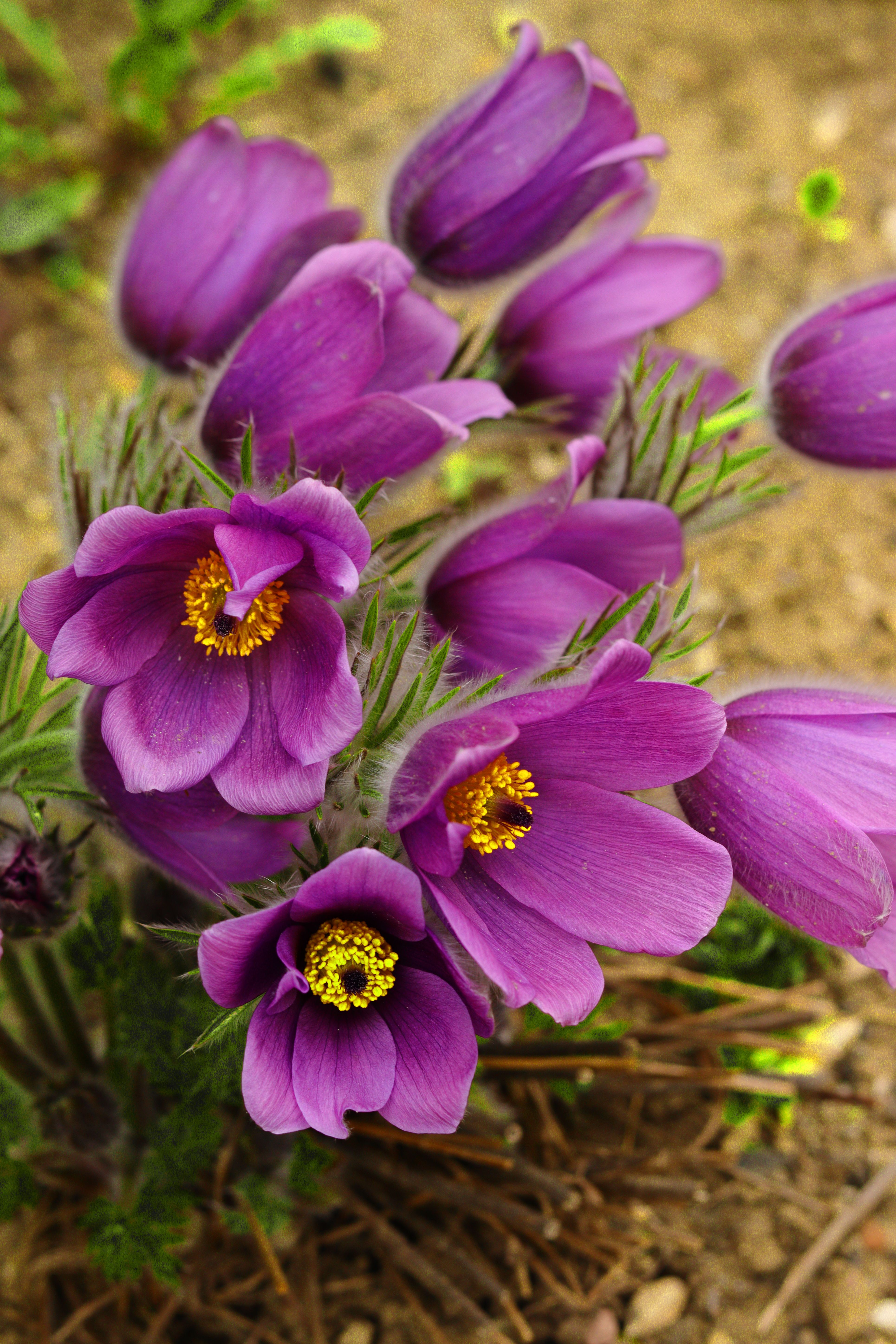 South Dakota state flower — flowers