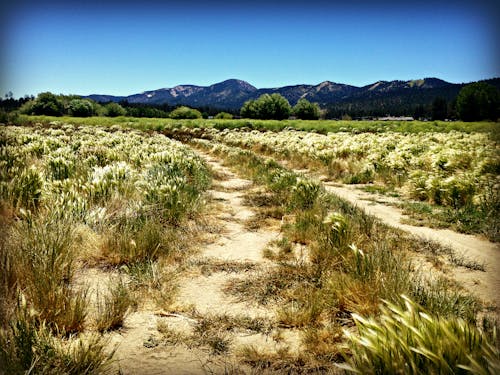 Free stock photo of conservation, field, freedom