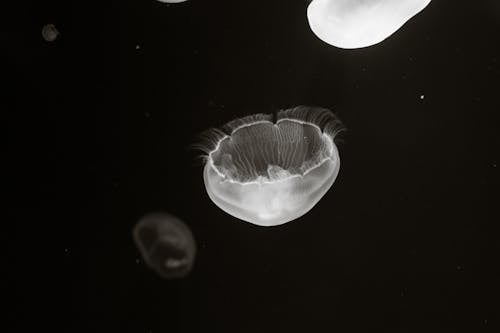 White Jellyfish in Water