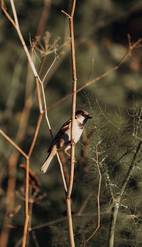 Brown Bird Perched on Tree Branch