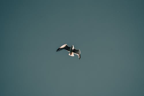 бесплатная Бесплатное стоковое фото с в воздухе, голубое небо, животное Стоковое фото
