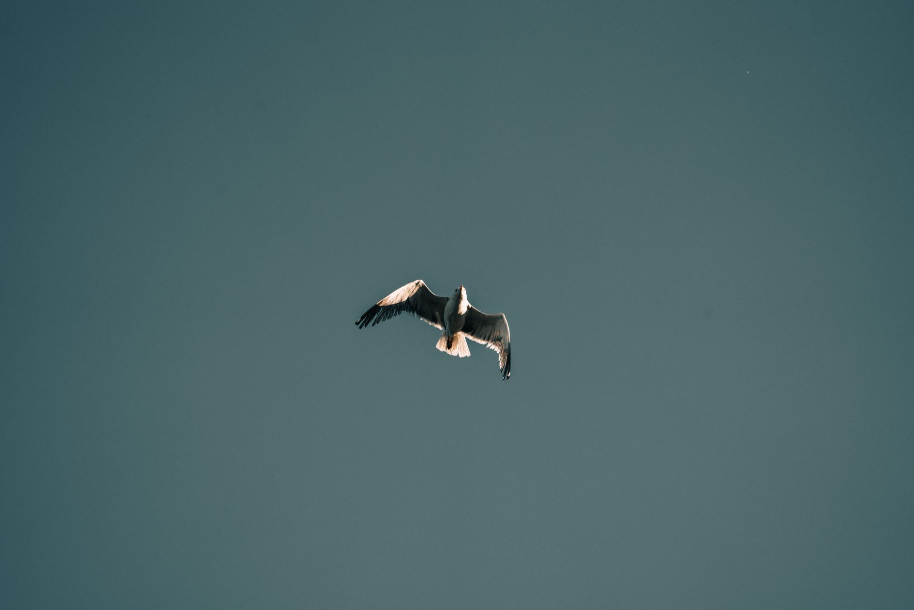Bird flying while sleeping — Curiosidades