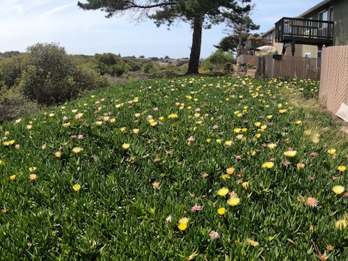 Gratis arkivbilde med blomster, grønn, gul