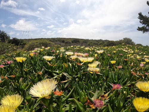 Gratis arkivbilde med blå, blomster, gopro bilde