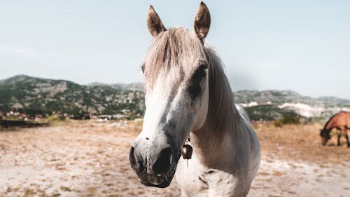 Gratis stockfoto met beest, detailopname, dierenfotografie